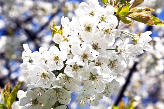 春季開花的近枝