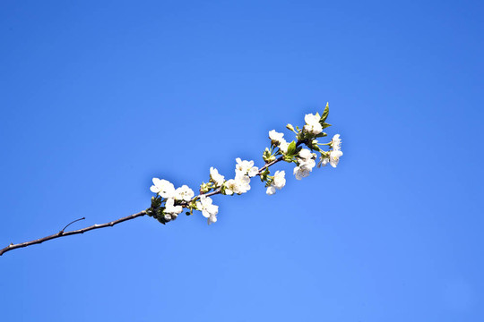 春季開花的近枝
