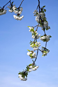 春季开花的近枝