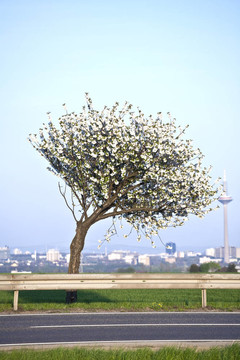 春季開花的近枝