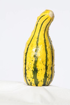 Ornamental Gourd（黃色和綠色）