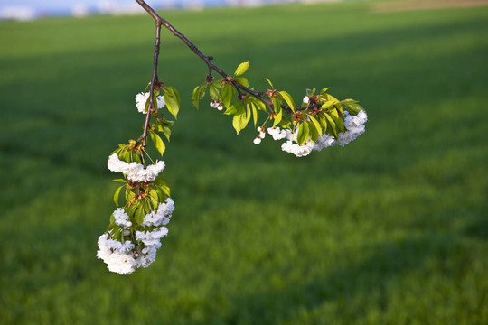 春季開(kāi)花的近枝