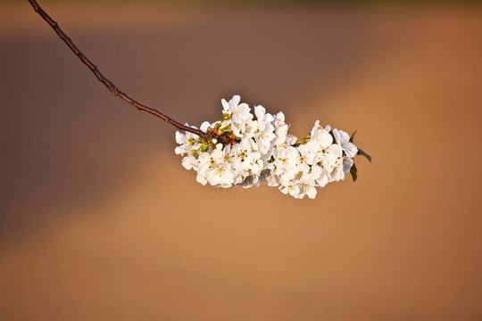 春季开花的近枝
