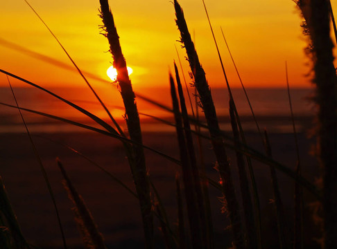 金色日落在海灘與Tall Grass
