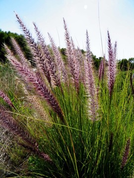 藍(lán)牛草