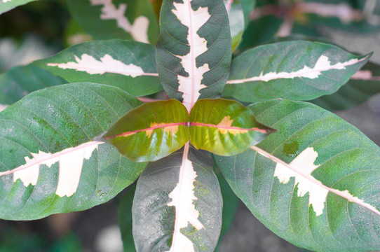 金葉子（Graptophyllum pictum（L.）格里菲思）