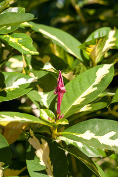 金葉子（Graptophyllum pictum（L.）格里菲思）
