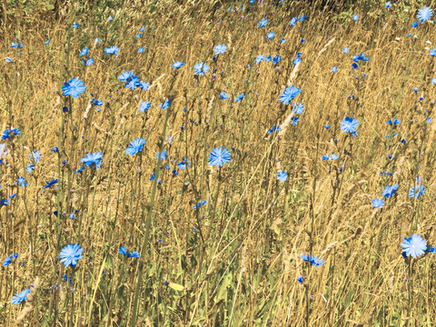 藍(lán)色的花