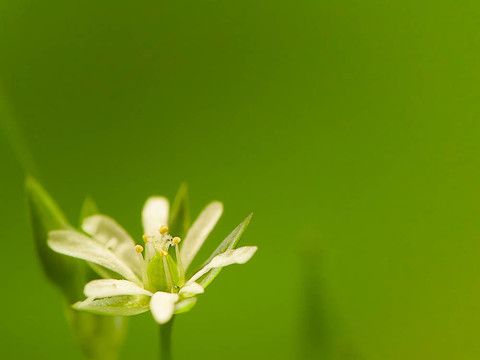 giantchickweed
