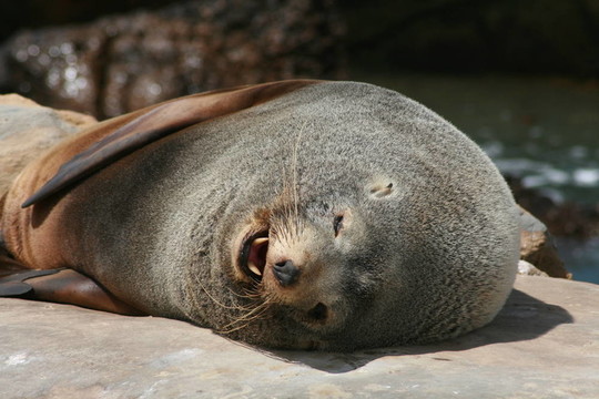 海獅的牙齒