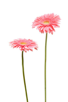 兩雛菊
