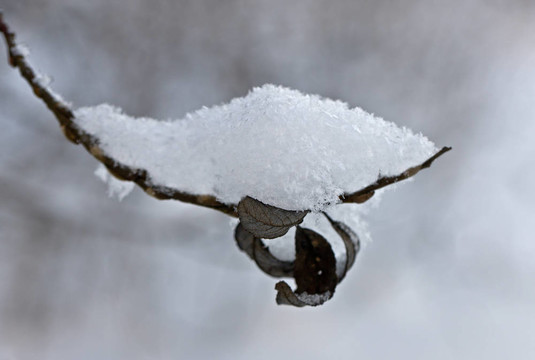 分支下的雪