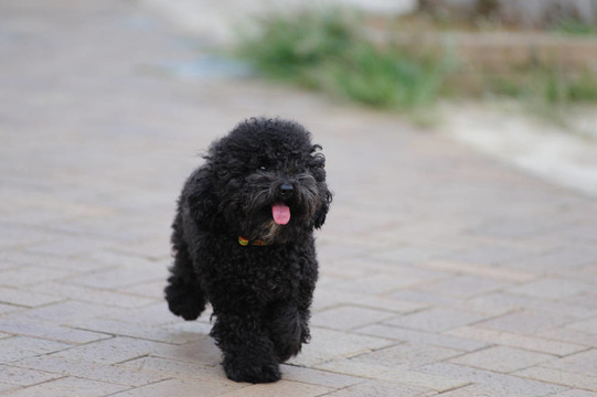 玩具貴賓犬在地上奔跑