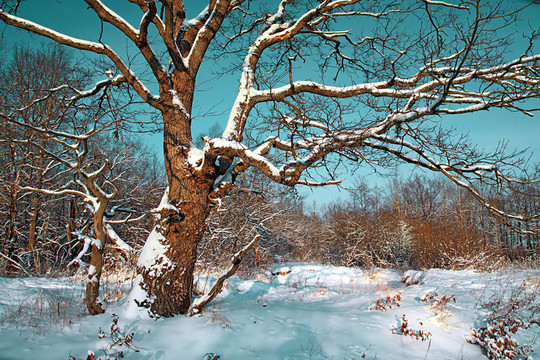 橡樹在雪