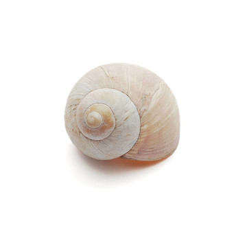 蝸牛的殼