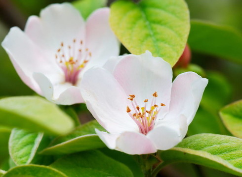 一對(duì)春天的花