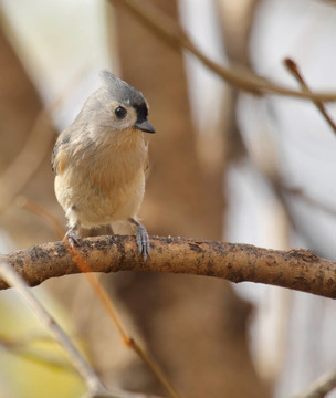 胡山雀；Baeolophus bicolor