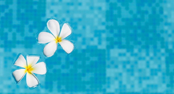 在水里的雞蛋花