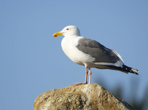 西鷗；Larus occidentalis