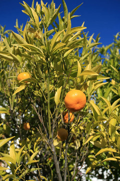 Tangerine夜店04
