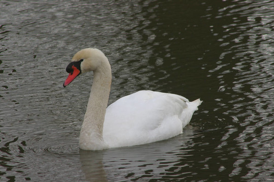 Mute Swan（Cygnus olor）