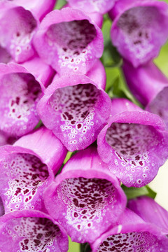 紫風(fēng)鈴花