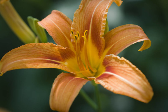橙色的百合花