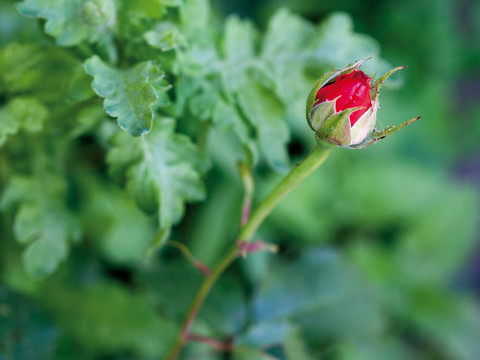 紅玫瑰花蕾