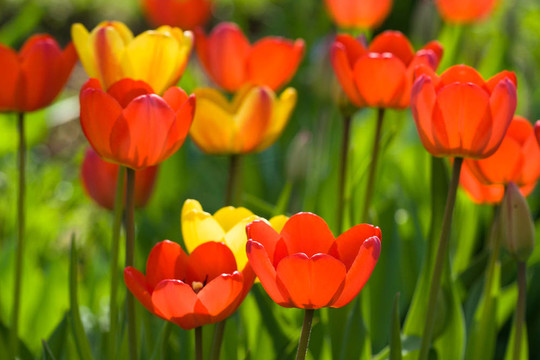 日光紅黃tullips