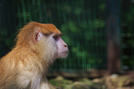 動(dòng)物園里的猴子