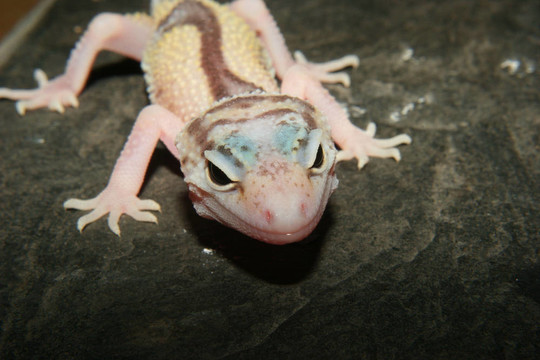 豹紋守宮（Eublepharis macularius）
