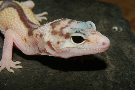 豹紋守宮（Eublepharis macularius）