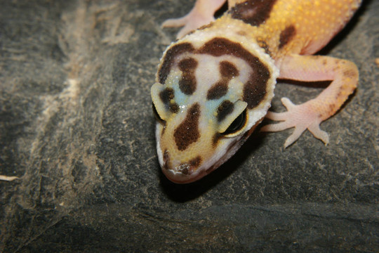 豹紋守宮（Eublepharis macularius）
