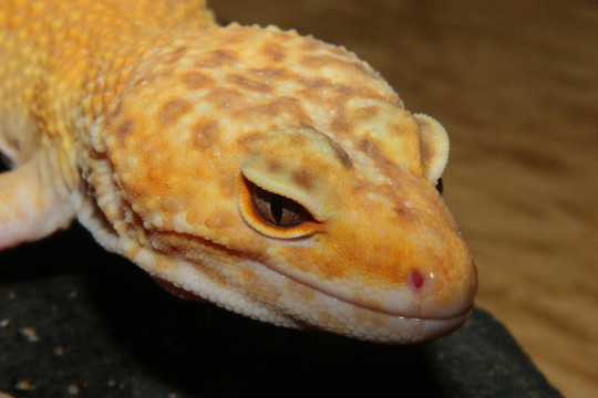 豹紋守宮（Eublepharis macularius）