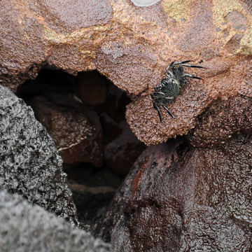 Black Crab海巖石