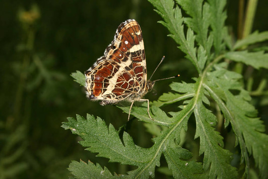 圖（Araschnia levana）