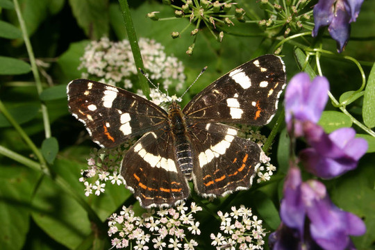 圖（Araschnia levana）