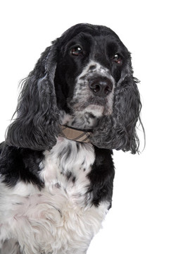 英國可卡犬
