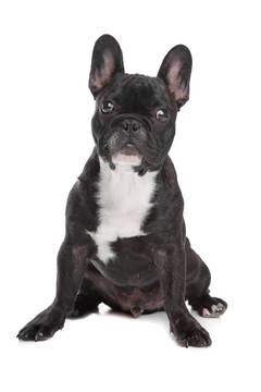 黑色和白色的法國(guó)斗牛犬
