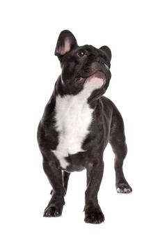黑色和白色的法國(guó)斗牛犬