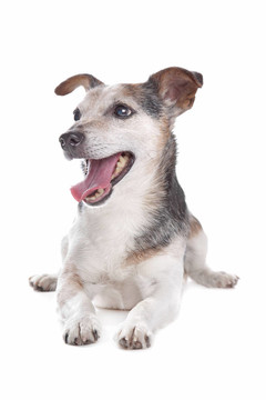 老瞎子jack russel梗