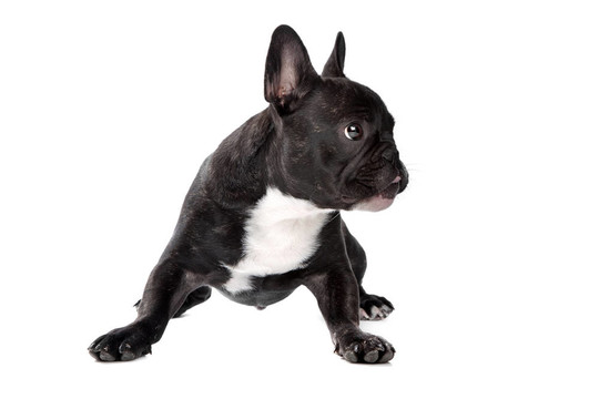 黑色和白色的法國(guó)斗牛犬