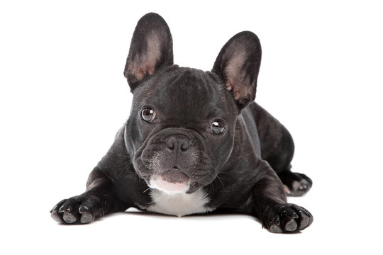 黑色和白色的法國(guó)斗牛犬