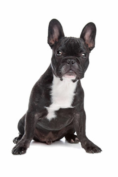 黑色和白色的法國(guó)斗牛犬