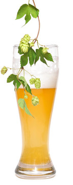 啤酒及啤酒花