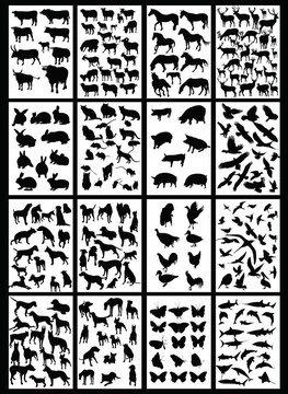 動(dòng)物