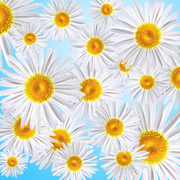 洋甘菊