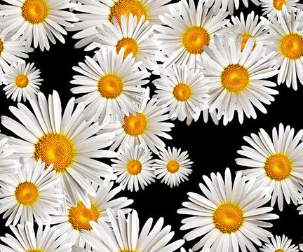 camomiles