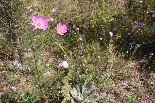 野花
