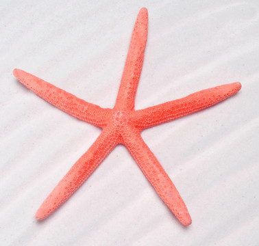 夏天的海星